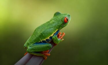 Rana arbórea de ojos rojos posada en una rama, mostrando su cuerpo verde brillante y las características almohadillas naranjas en sus patas.
