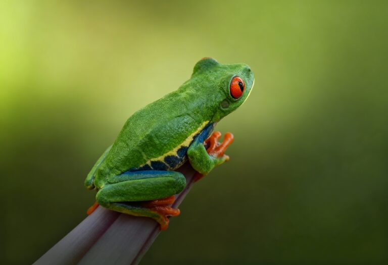 Rana arbórea de ojos rojos posada en una rama, mostrando su cuerpo verde brillante y las características almohadillas naranjas en sus patas.