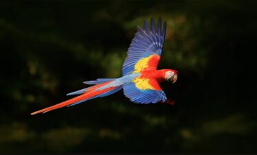 Guacamayo rojo en vuelo con alas extendidas, ave tropical fotografiada en la selva de Costa Rica