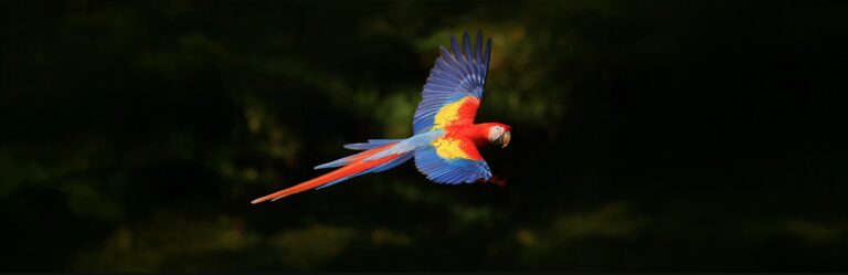 Guacamayo rojo en vuelo con alas extendidas, ave tropical fotografiada en la selva de Costa Rica