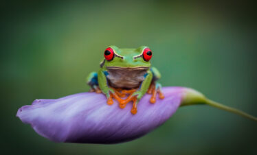 Rana arbórea de ojos rojos sobre pétalo de flor púrpura con fondo verde desenfocado