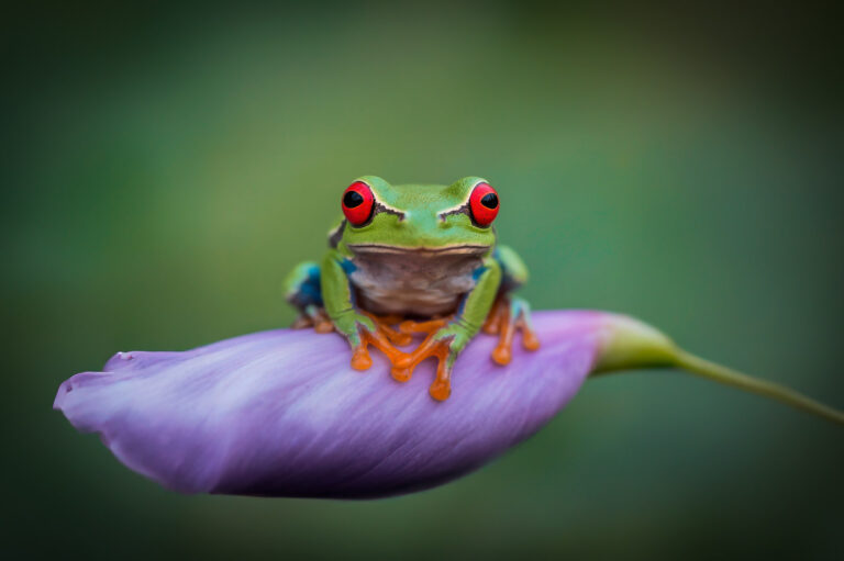 Rana arbórea de ojos rojos sobre pétalo de flor púrpura con fondo verde desenfocado