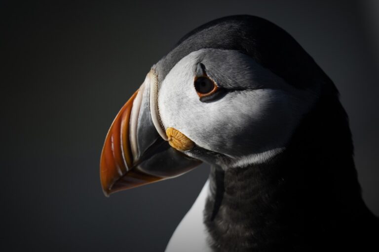 Frailecillo atlántico de perfil con plumaje blanco y negro, pico anaranjado y ojo rojo sobre fondo gris