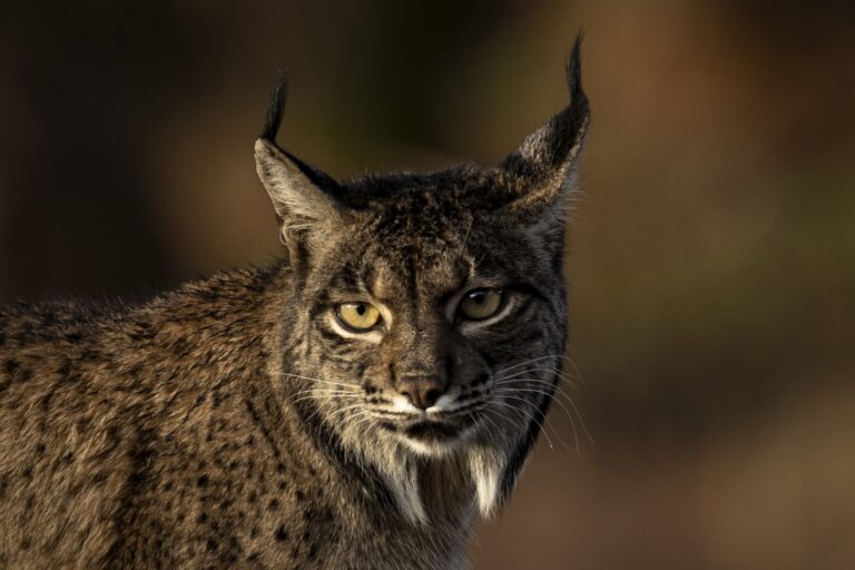 Lince ibérico de frente con orejas puntiagudas negras, ojos amarillos intensos y pelaje moteado gris y marrón