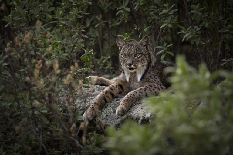 Lince ibérico descansando sobre roca entre vegetación mediterránea, observando atentamente la cámara