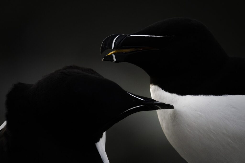Dos aves marinas árticas en primer plano con plumaje blanco y negro, una sosteniendo un pequeño pez en el pico, sobre fondo oscuro.
