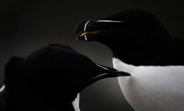 Dos aves marinas árticas en primer plano con plumaje blanco y negro, una sosteniendo un pequeño pez en el pico, sobre fondo oscuro.