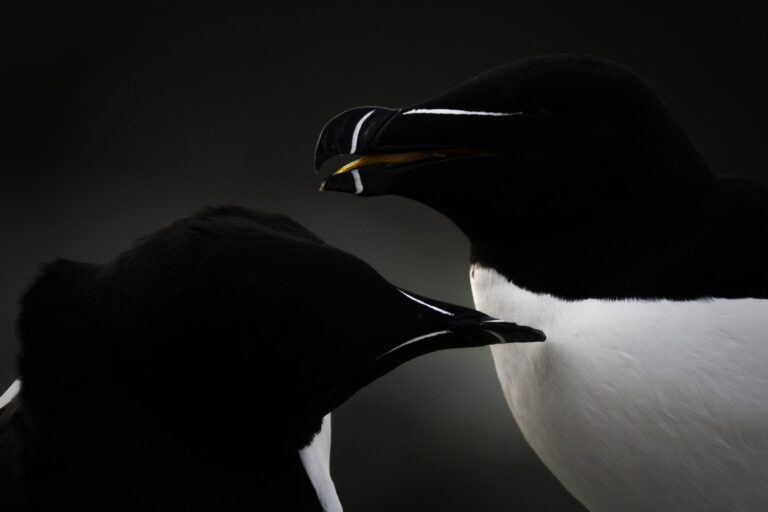Dos aves marinas árticas en primer plano con plumaje blanco y negro, una sosteniendo un pequeño pez en el pico, sobre fondo oscuro.