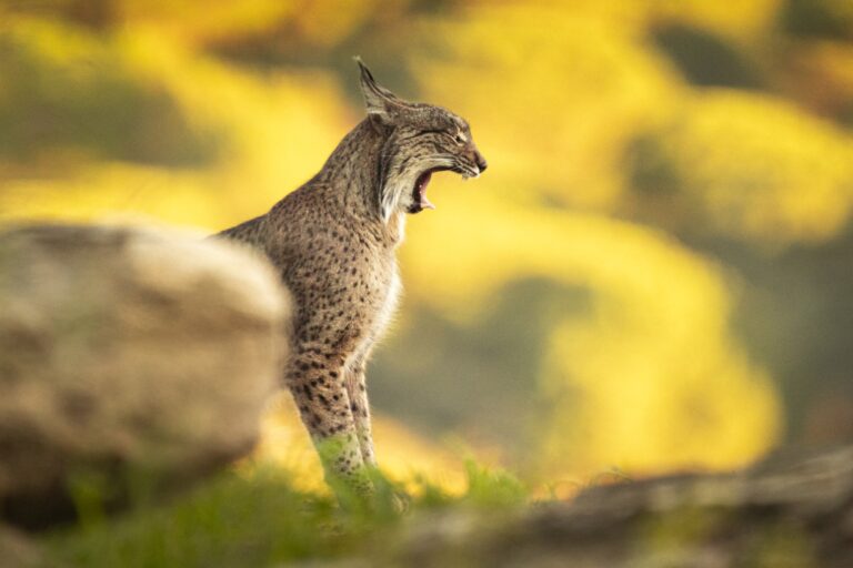 Lince ibérico en posición erguida sobre roca, perfil lateral, con pelaje moteado y orejas características puntiagudas