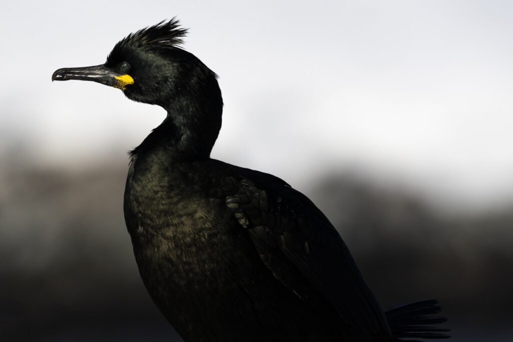 Cormorán grande con plumaje negro y cabeza erguida, retrato de perfil con fondo desenfocado