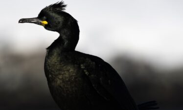 Cormorán grande con plumaje negro y cabeza erguida, retrato de perfil con fondo desenfocado