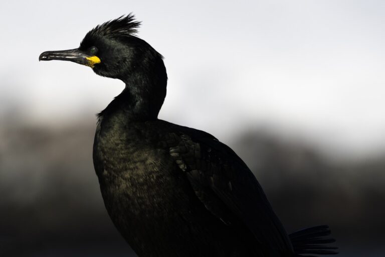 Cormorán grande con plumaje negro y cabeza erguida, retrato de perfil con fondo desenfocado