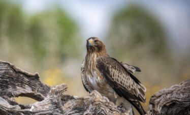 Águila calzada posada en rama, con plumaje marrón y blanco, mirando hacia la cámara en hábitat natural