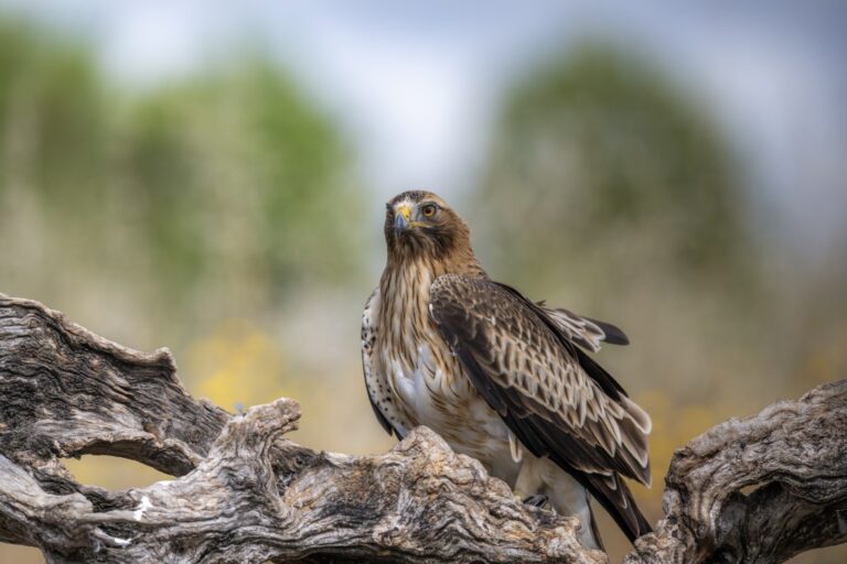 Águila calzada posada en rama, con plumaje marrón y blanco, mirando hacia la cámara en hábitat natural