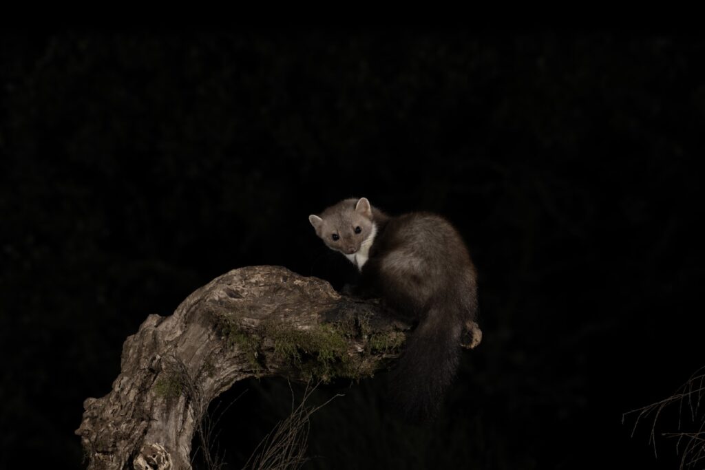 Garduña sobre rama musgosa en la noche, retrato de fauna nocturna en Extremadura