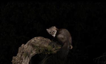 Garduña sobre rama musgosa en la noche, retrato de fauna nocturna en Extremadura