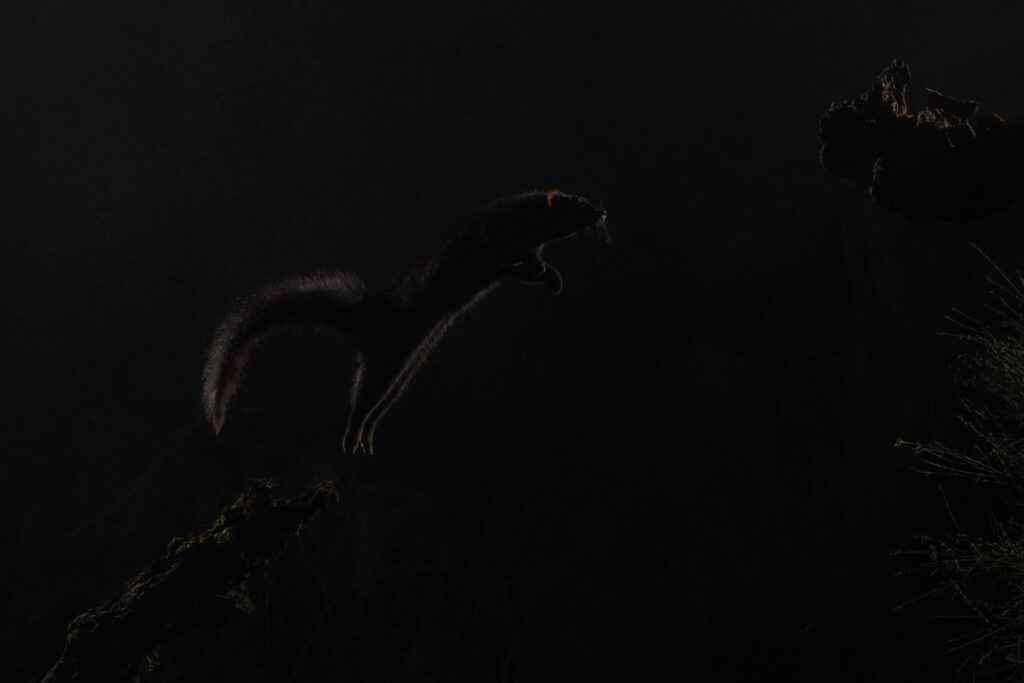 Lince ibérico saltando en la noche de Extremadura, capturado con iluminación natural