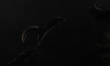 Lince ibérico saltando en la noche de Extremadura, capturado con iluminación natural