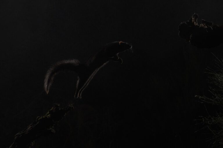 Lince ibérico saltando en la noche de Extremadura, capturado con iluminación natural