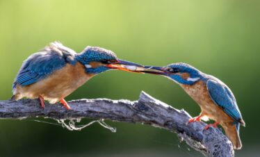 Dos martines pescadores azules y naranjas interactuando sobre una rama, uno ofreciendo alimento al otro