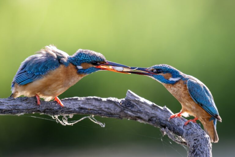 Dos martines pescadores azules y naranjas interactuando sobre una rama, uno ofreciendo alimento al otro