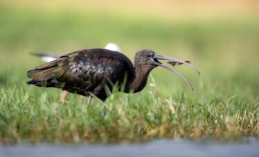 Morito alimentándose en aguas someras de Extremadura, hierba verde al fondo