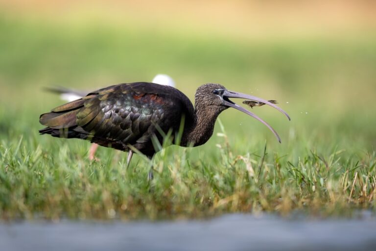 Morito alimentándose en aguas someras de Extremadura, hierba verde al fondo