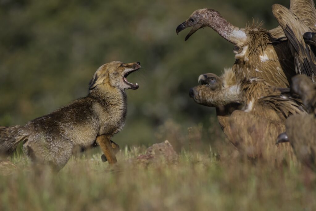 Jacal confronta a águila en tierra con expresión defensiva mientras otro jacal observa en Extremadura