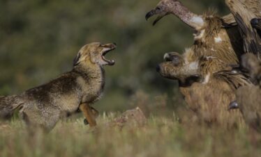 Jacal confronta a águila en tierra con expresión defensiva mientras otro jacal observa en Extremadura