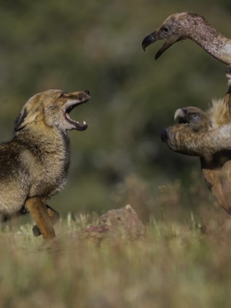 ZE_Fauna_pelea_1920px