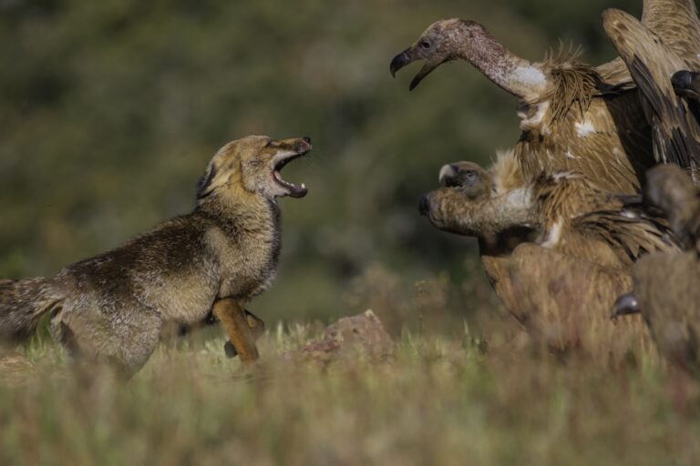 Jacal confronta a águila en tierra con expresión defensiva mientras otro jacal observa en Extremadura