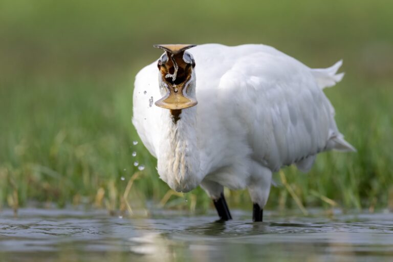 Cabra blanca en agua poco profunda capturando insectos en vuelo con su boca abierta