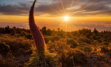 Tajinaste rojo en primer plano al amanecer sobre La Palma, con sol radiante y bosque de pinos canarios de fondo