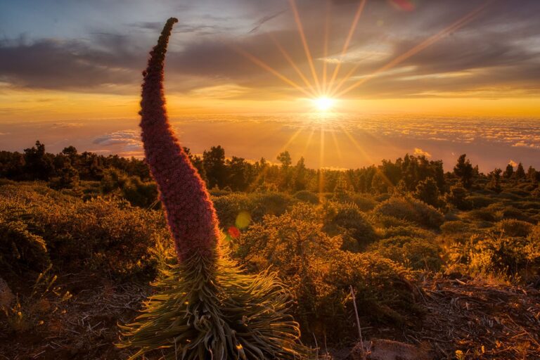 Tajinaste rojo en primer plano al amanecer sobre La Palma, con sol radiante y bosque de pinos canarios de fondo