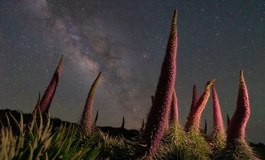 Tajinastes rojos iluminados bajo cielo estrellado con vía láctea visible en La Palma