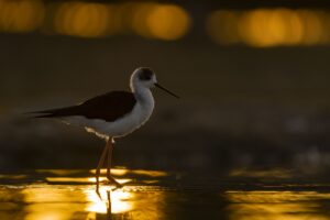 Nature Photography Tour in Extremadura · November 2026
