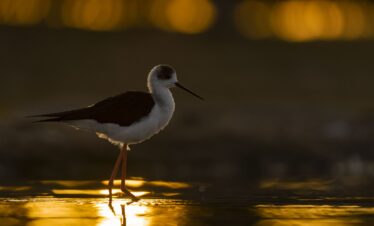 Cigüeña blanca en aguas doradas al amanecer, reflejada en el agua durante expedición en Extremadura
