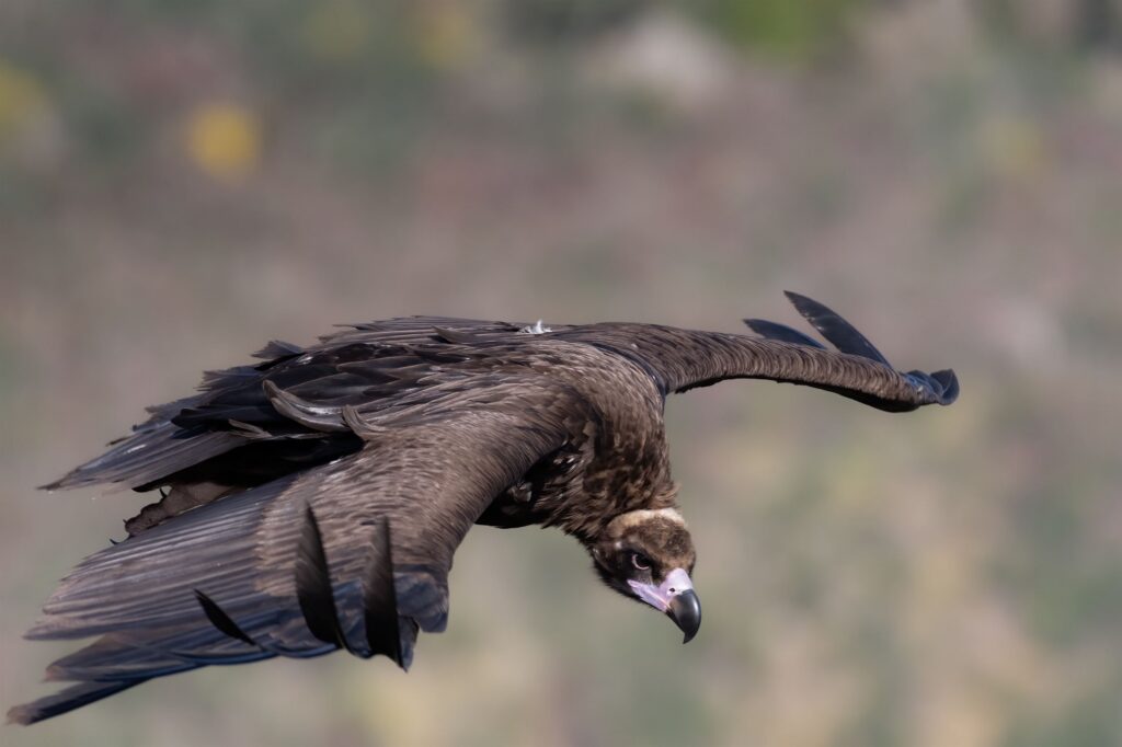 Buitre negro en vuelo descendente sobre fondo borroso, capturado en Extremadura