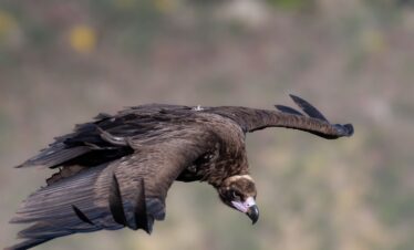 Buitre negro en vuelo descendente sobre fondo borroso, capturado en Extremadura