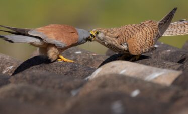 Dos primillas en confrontación sobre una roca, mostrando su plumaje moteado y amarillos oculares característicos.