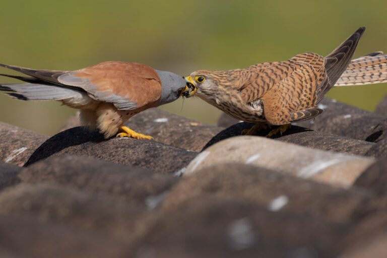Dos primillas en confrontación sobre una roca, mostrando su plumaje moteado y amarillos oculares característicos.