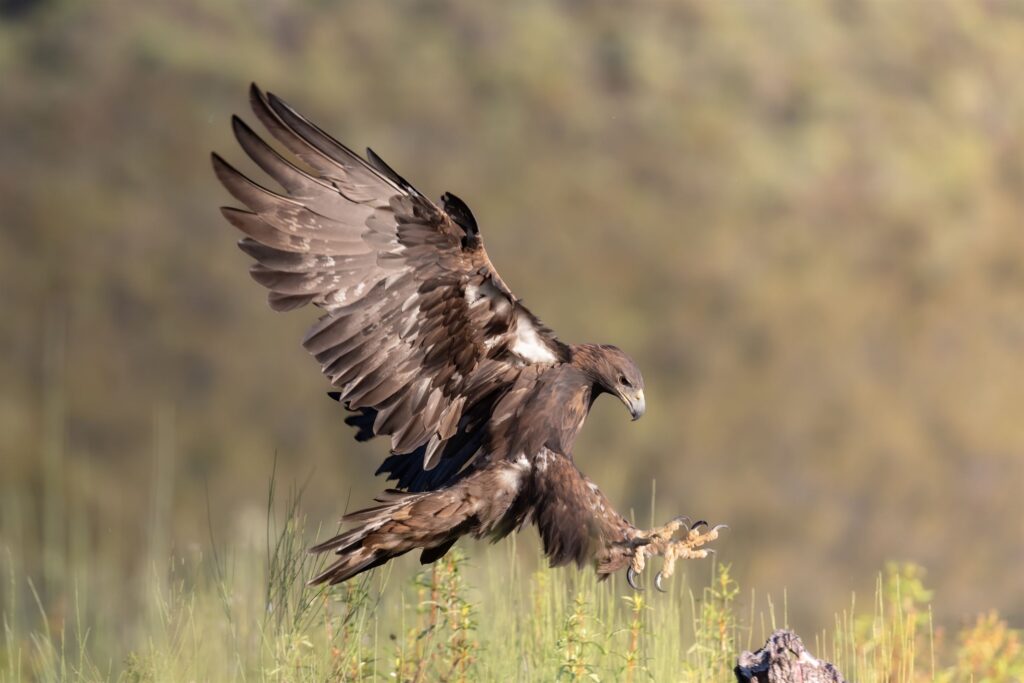 Águila real en vuelo descendente sobre vegetación de matorral en Extremadura
