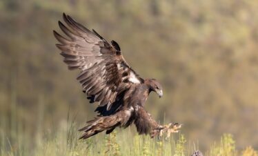 Águila real en vuelo descendente sobre vegetación de matorral en Extremadura