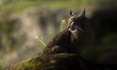 Lince ibérico sobre roca cubierta de musgo en su hábitat natural, observando el terreno