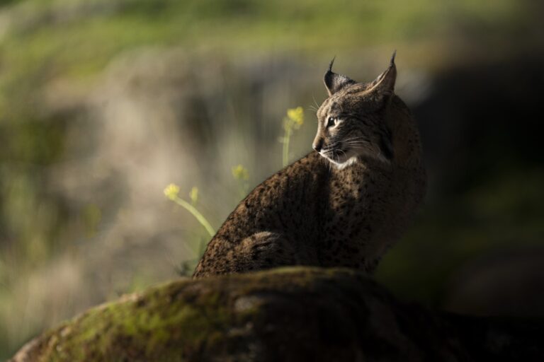 Lince ibérico sobre roca cubierta de musgo en su hábitat natural, observando el terreno