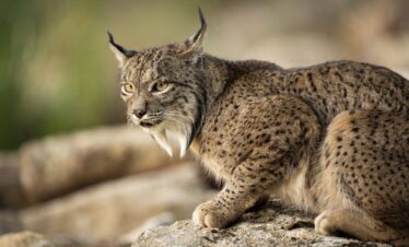 Lince ibérico descansando sobre una roca, mostrando sus características orejas puntiagudas y pelaje moteado