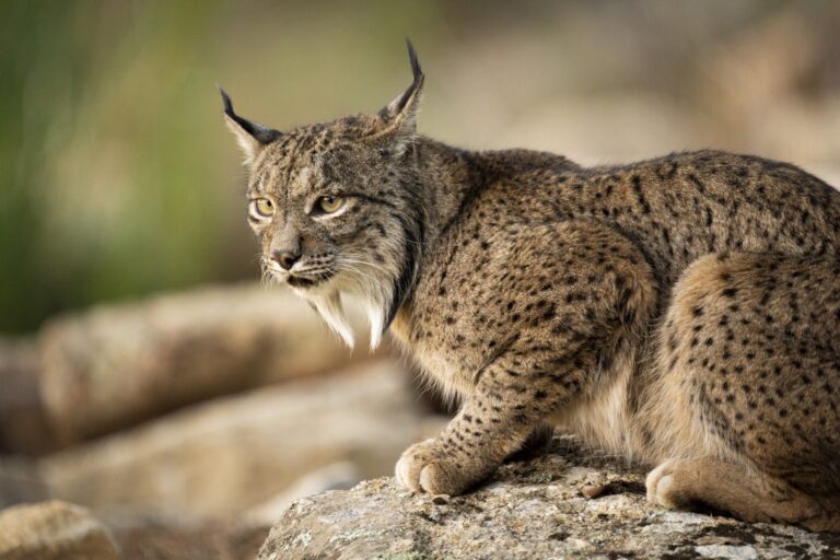 Lince ibérico descansando sobre una roca, mostrando sus características orejas puntiagudas y pelaje moteado