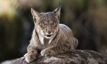 Lince ibérico descansando sobre una roca, con orejas erguidas y expresión serena, en su hábitat natural