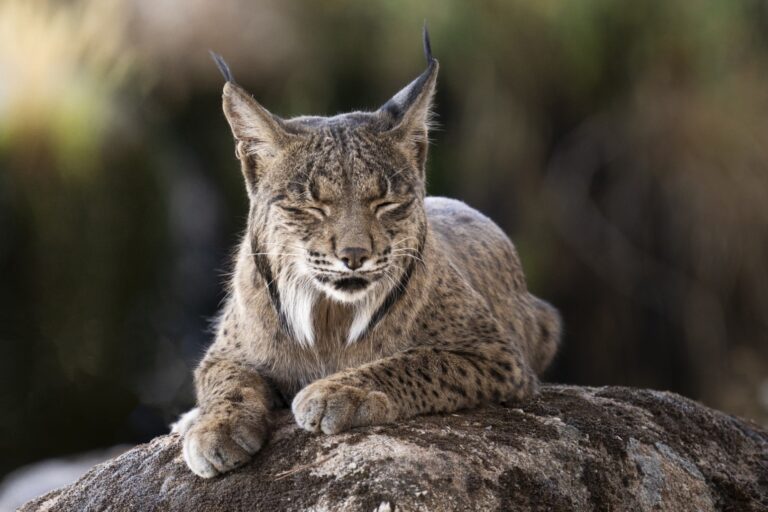 Lince ibérico descansando sobre una roca, con orejas erguidas y expresión serena, en su hábitat natural
