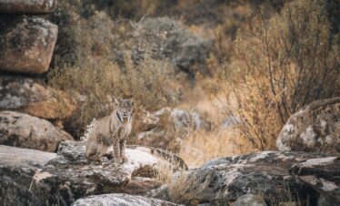 Lince ibérico sentado en roca entre vegetación árida y piedras grises